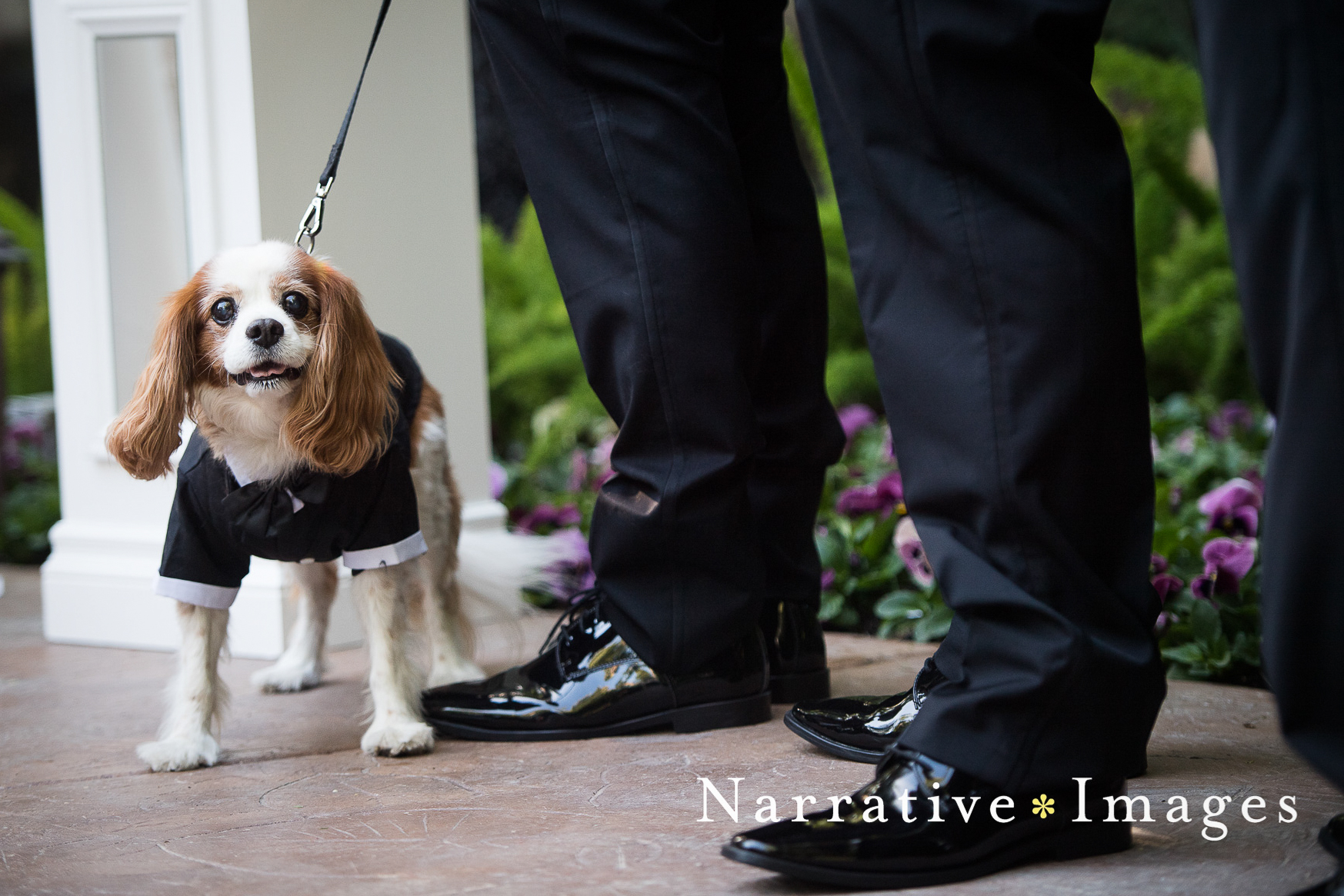 ring dog in his tux at the wedding ceremony