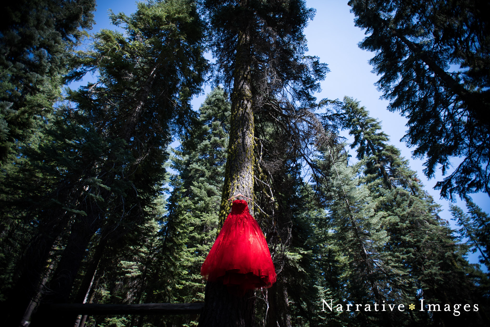 Red wedding dress hangs in the woods on a pine tree in Mt. Shasta CA at secluded wedding venue