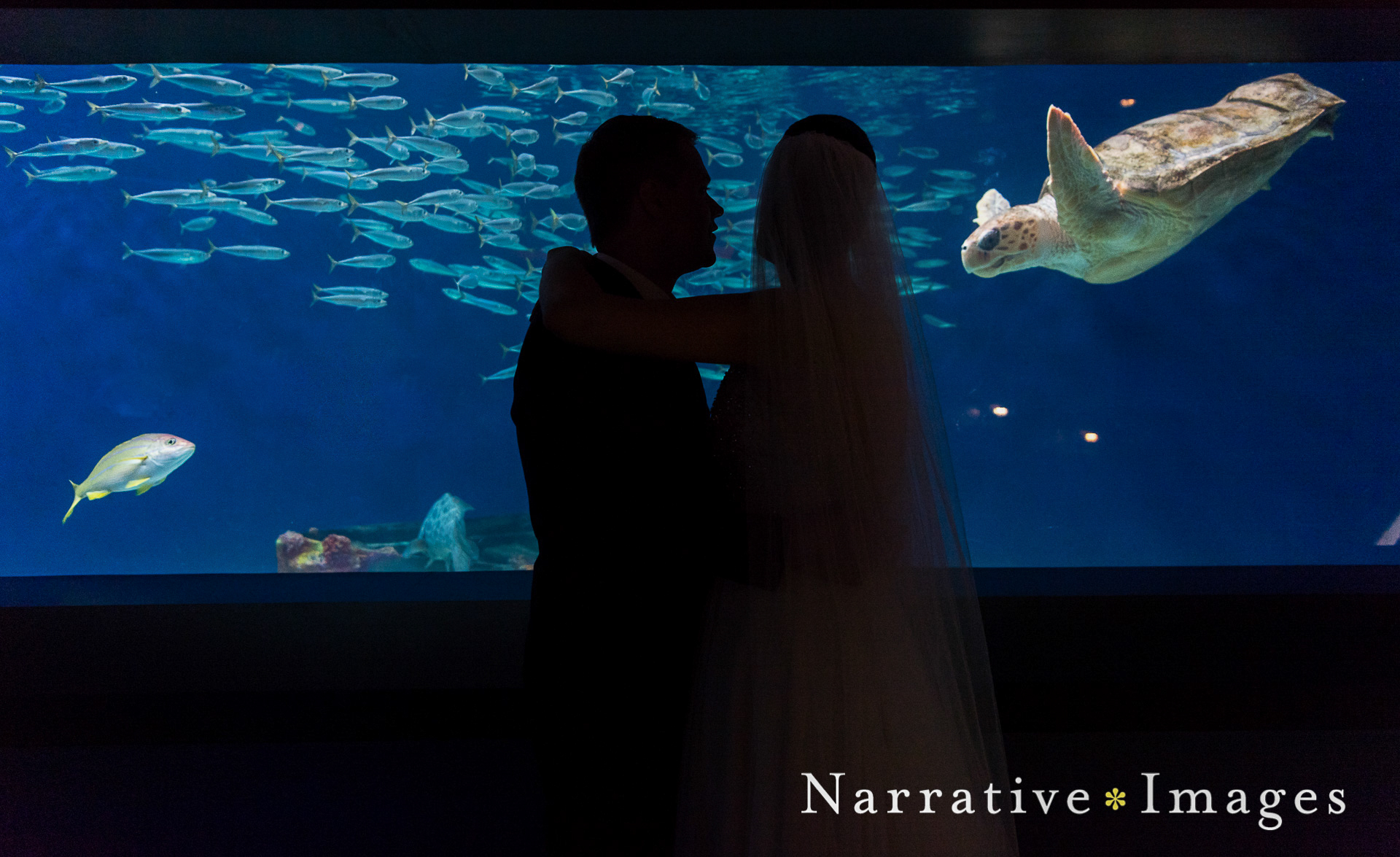 Turtle swims by bride and groom at Scripps Aquarium wedding